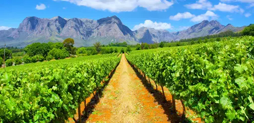PMGY Volunteer Weekend trips in South Africa wine tasting during their Volunteer work in South Africa