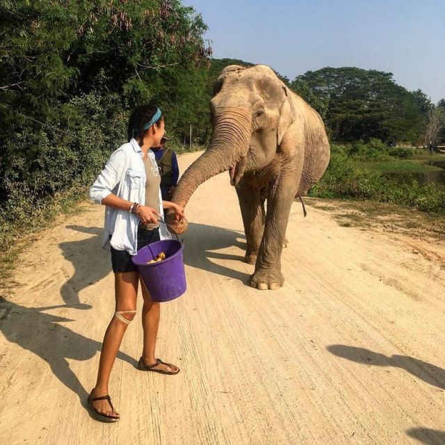 Today is World Elephant Day! 🐘⁠⠀
⁠⠀
Do you love elephants as much as we do?⁠⠀
⁠⠀
🔎 Check out PMGY’s opportunities to help protect these gentle giants⁠⠀
⁠⠀
🇱🇰 👉 http://bit.ly/sri-lanka-elephant-volunteers
🇹🇭 👉 https://bit.ly/thailand-elephant-volunteers

#pmgy #pmgythailand #pmgywildlife