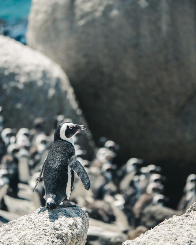There’s nothing like Spring in Cape Town! The sun is with us longer each day, and the animals and people come out to play. 🐧 ⛰ 🌞 #pmgy #pmgysouthafrica #capetownsouthafrica #pmgyteaching #pmgychildcare