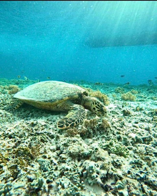 🌊Chasing underwater wonders🌊 

Bali is definitely the place to get your 🤿 on and go explore the wonders of the underwater world! You don’t want to miss the magical Gili T where you can scuba dive among turtles and capture a photo of the famous Gili Mano statue! 

@planmygapyear #planmygapyear #pmgybali #bali #indonesia #volunteer #volunteering #backpacking #traveling #travel #explore #gapyear