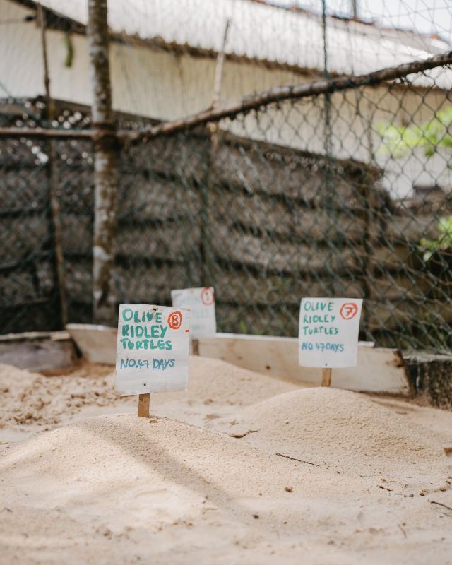 The exciting countdown to new baby turtles ⏰

New hatchlings at the conservation centre mean that volunteers get to experience a turtle hatching, as well as carry out some of the tests done to ensure the babies are healthy and ready to be released, such as taking their measurements and noting their movement rates 🐢🐢

#pmgy #pmgysrilanka #volunteer #travel #srilanka #destinationsrilanka