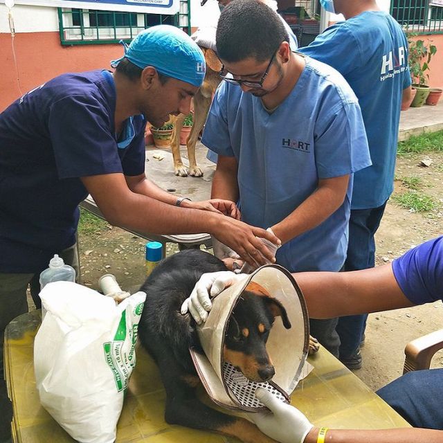 🐕 For every LIKE this post gets, PMGY will help to VACCINATE A DOG AGAINST RABIES IN NEPAL for one day 🇳🇵 ⁠
.
To mark International Dog Day this past week, our latest Instagram campaign helps provide protection against rabies for dogs in Nepal.⁠⠀
⁠⠀
The rabies virus causes a severe infection of the central nervous system and disrupts the proper functioning of the body. The infectious disease is prevalent in poorly sanitised countries like Nepal. Immunising 70% of dogs in a community virtually eradicates the threat of this deadly virus. ⁠⠀
⁠⠀
Just LIKE this post between now and 15th September and your small effort will make a huge impact to a dogs life. ⁠⠀
⁠⠀
#pmgy #planmygapyear #pmgynepal #pmgywildlife #internationaldogday⁠⠀ #nationaldogday #dogstagram #instadog #doglover #dogday #puppylove
