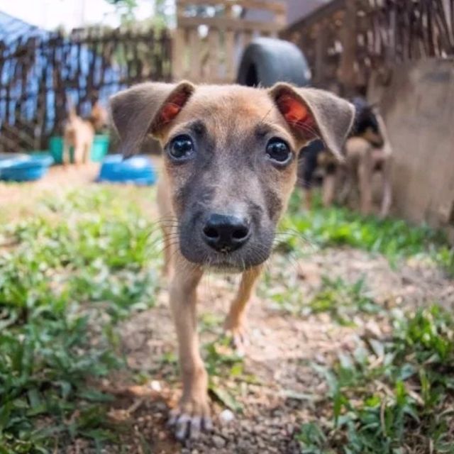 🚨 NEW PROJECT ALERT🚨⁠⠀
⁠⠀
Being a dog in Sri Lanka is a tough life. As a result, we've teamed up with the Department of Health in the Southern Province to establish a new dog shelter project starting in early 2020. 🐕⁠⠀
⁠⠀
#pmgy #planmygapyear #pmgysrilanka #pmgywildlife⁠